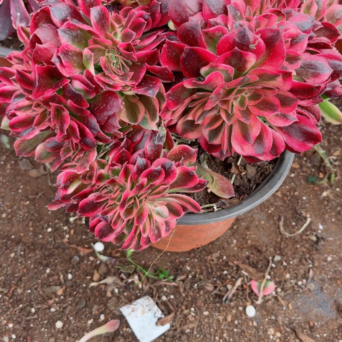 多肉植物488洛神