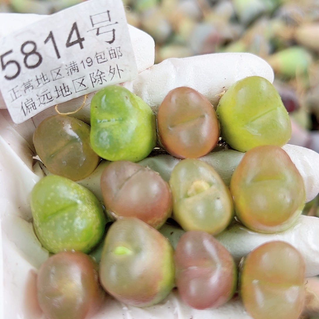 5814 好养易活生石花大母本