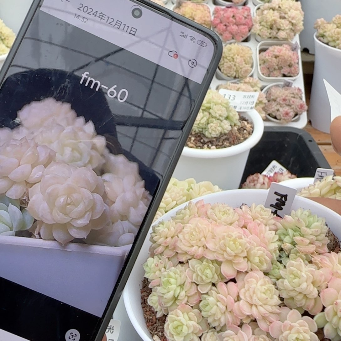 【闪购商品】0203-144（fm-60）