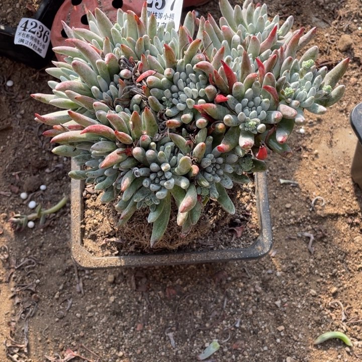 257号拇指多肉植物