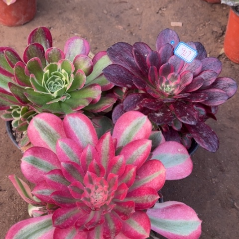 927多肉植物组合