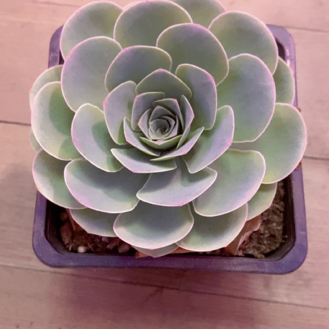 桐***剧山地玫瑰下播福利一物一拍0010爱晚晴