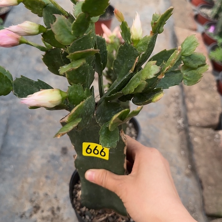 *****999嫁接蟹爪兰：038（随单）