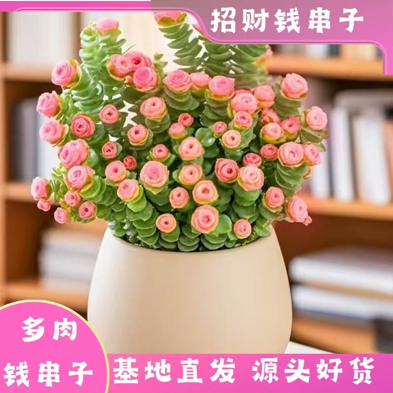 【钱串子】多肉多季节开花耐热耐晒耐寒室内室外地栽盆栽