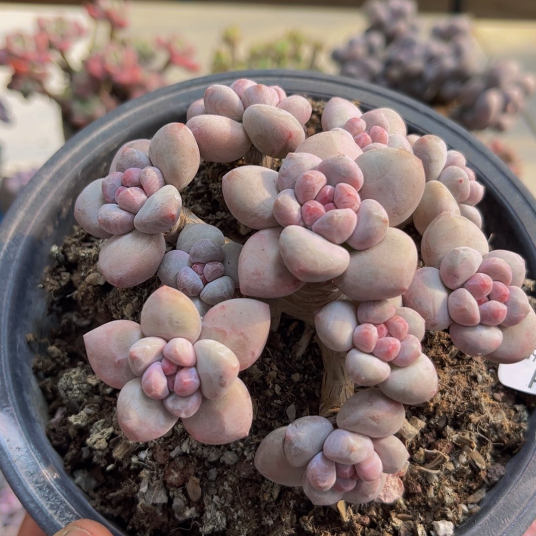 s***.756/9cm香水多肉植物