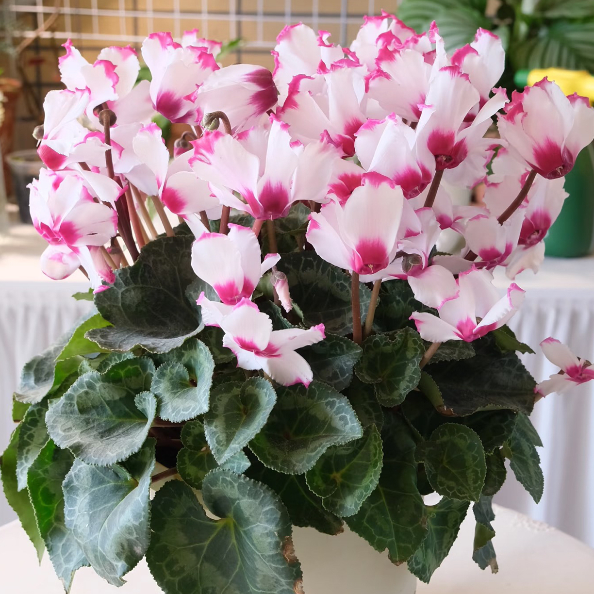 【维多利亚白】仙客来 带花带花苞 基地直发