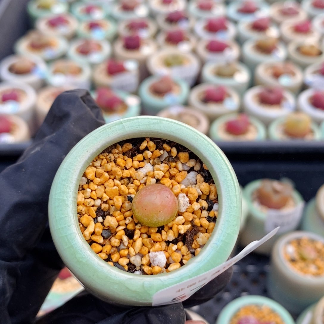 5762--一物一拍 带盆