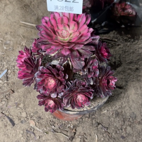 白月光多肉多肉7322