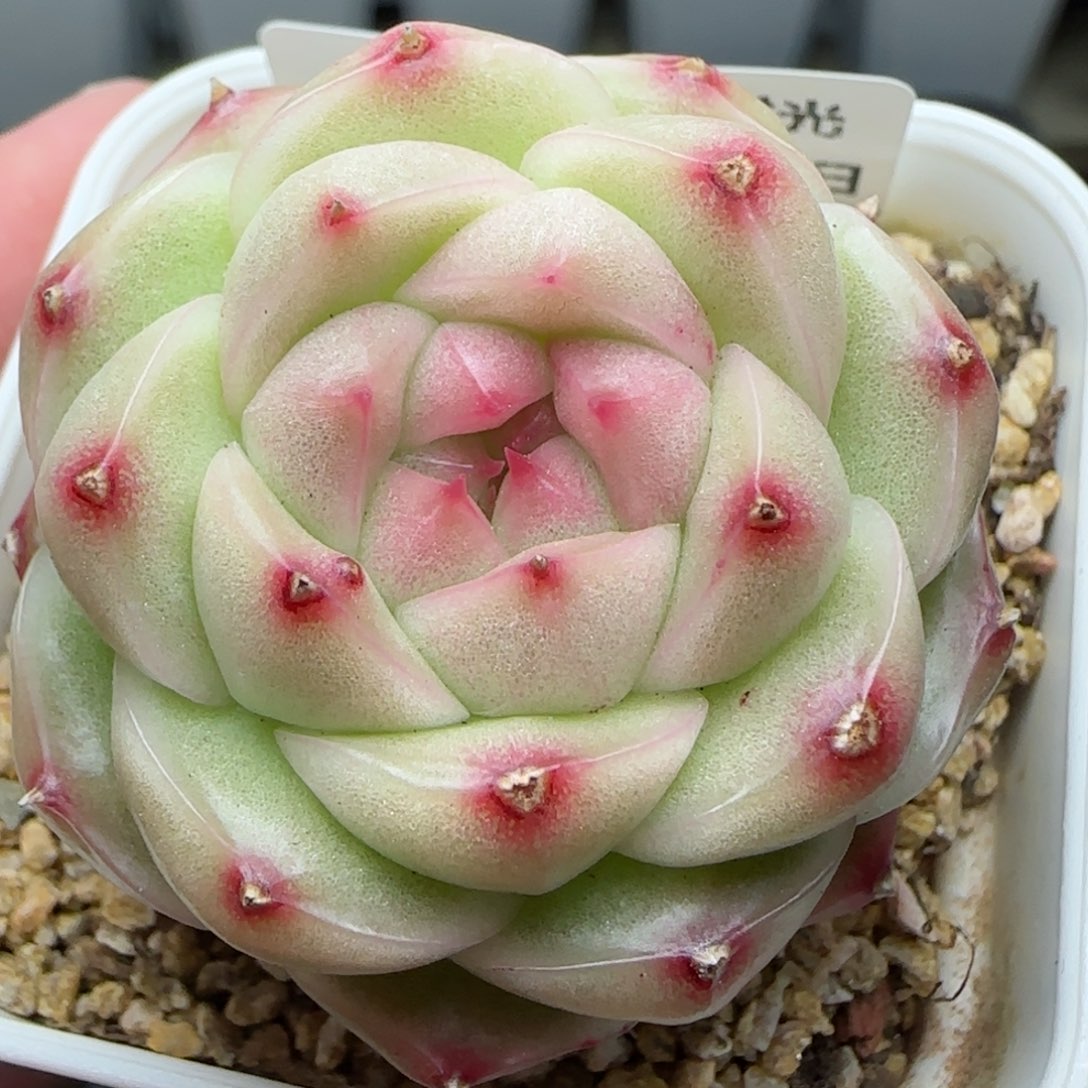 0202-224包子麦秆