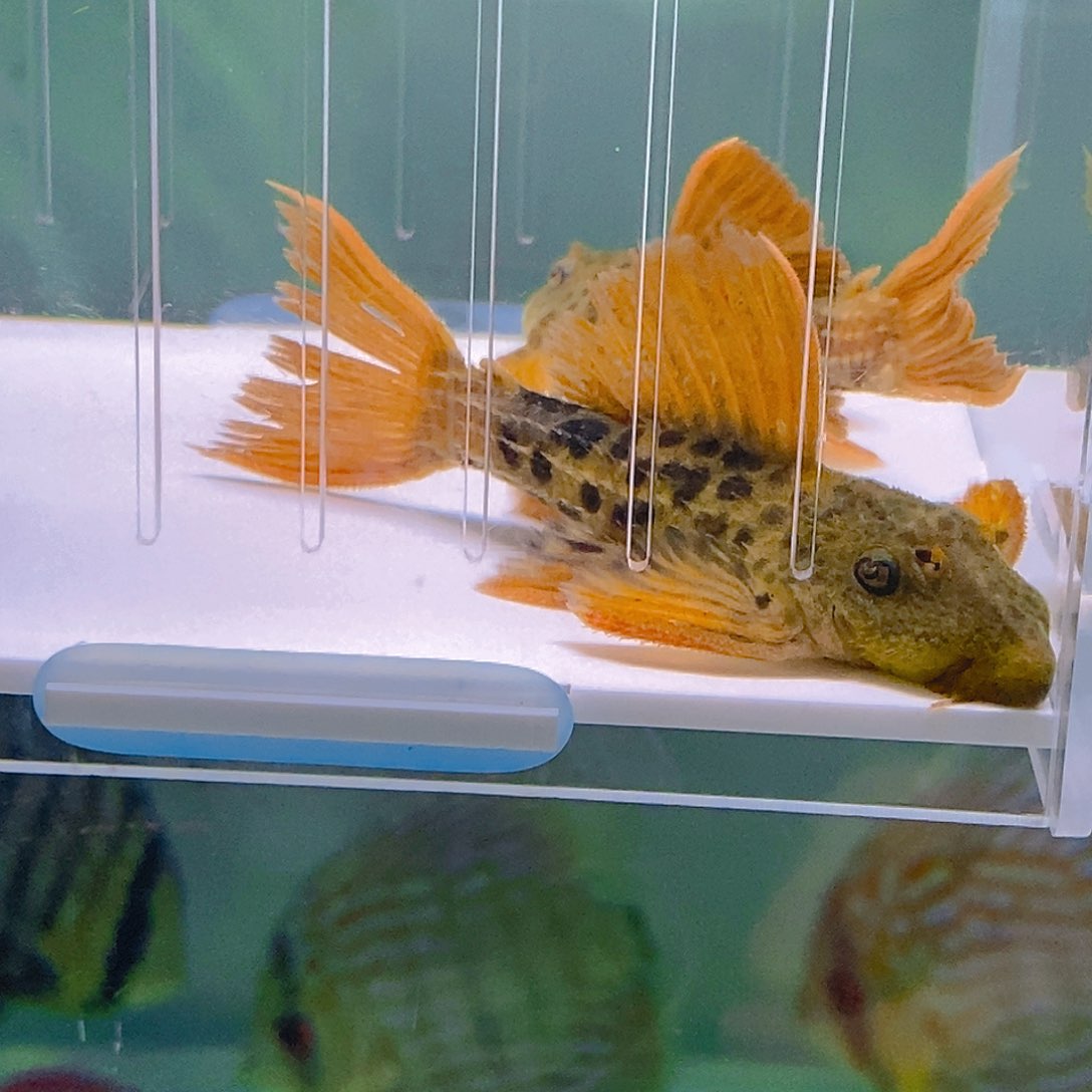 清道夫鱼帝王血钻顺丰空运24号