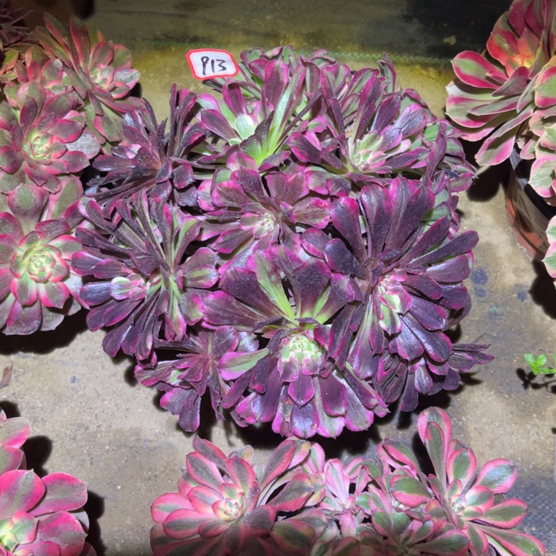 913多肉植物同花顺