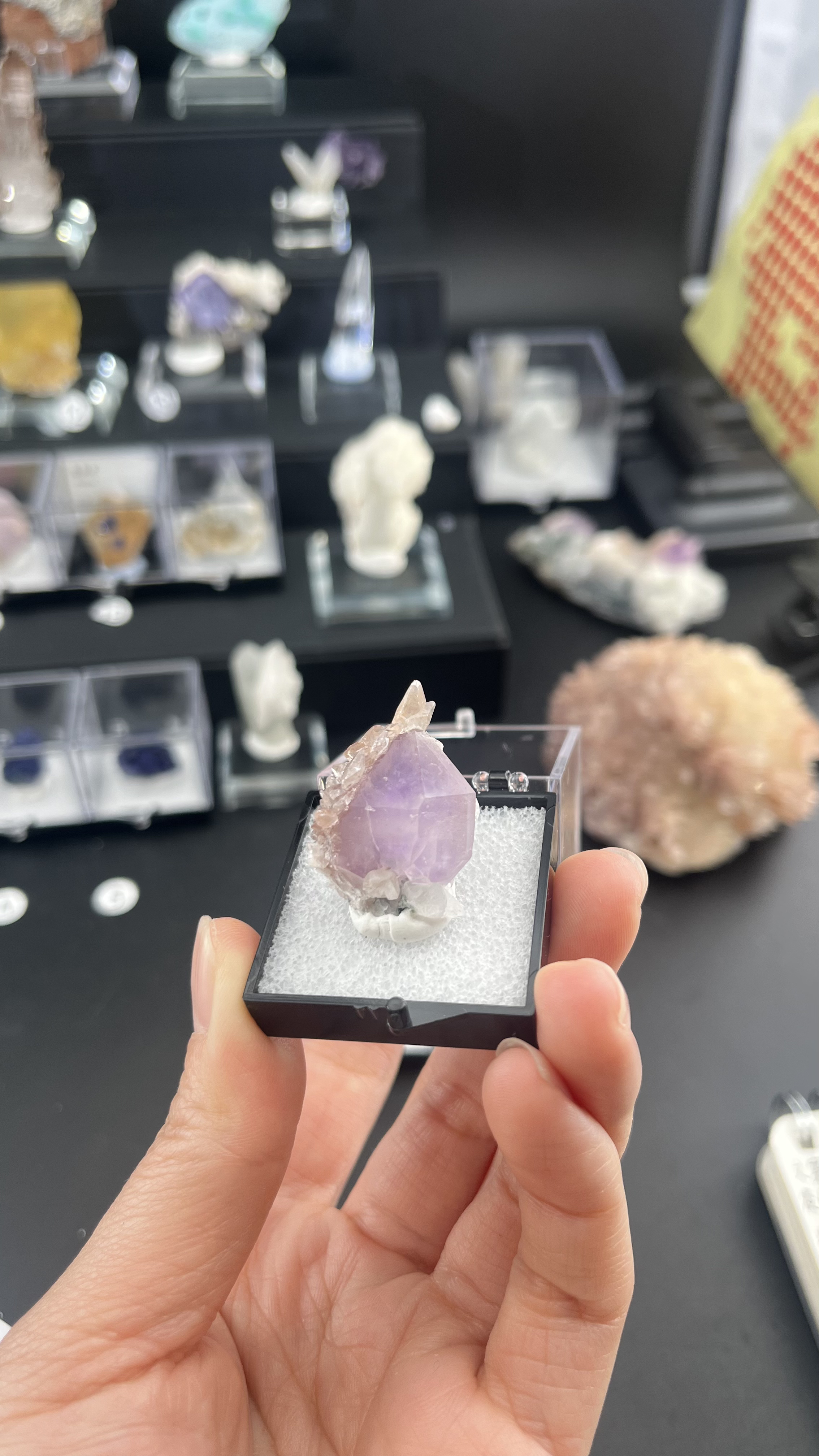 五盒子标本桌面摆件