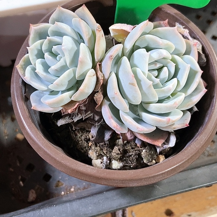 多肉植物白茶843