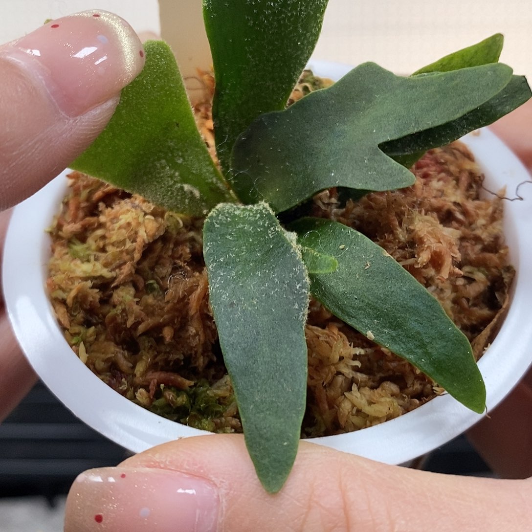 无花朵细菌鹿角蕨