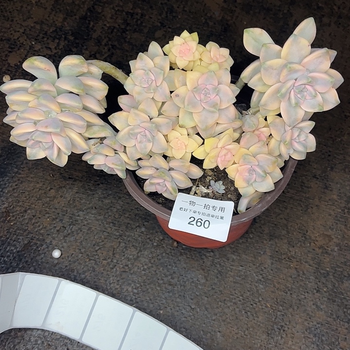 杺***誶美杏锦群，一物一拍