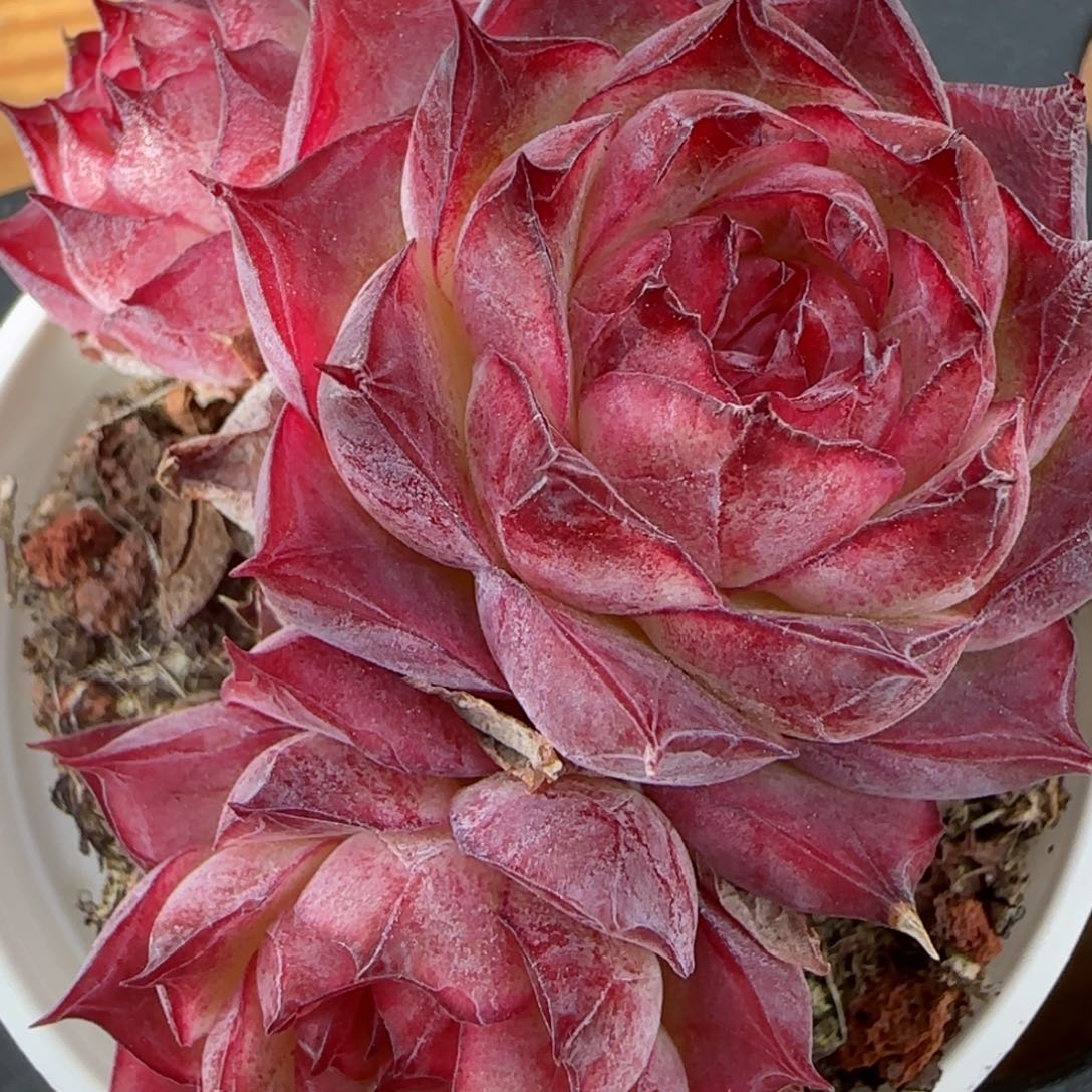 花语逸镜0206-562