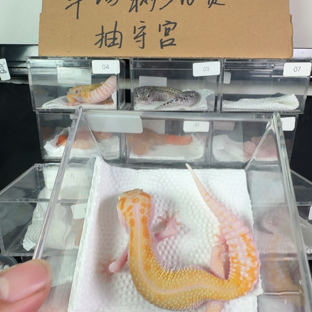 豹纹守宫白黄川普妹妹