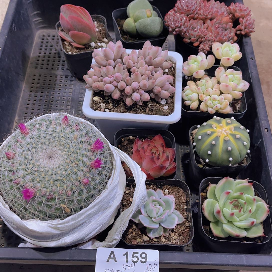 多肉159多肉植物