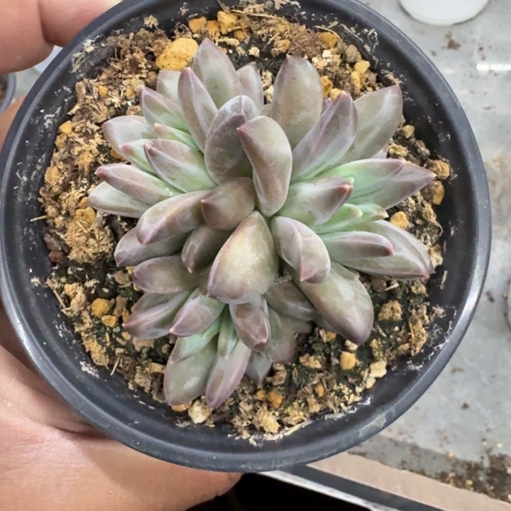 美人杂交 一物一拍