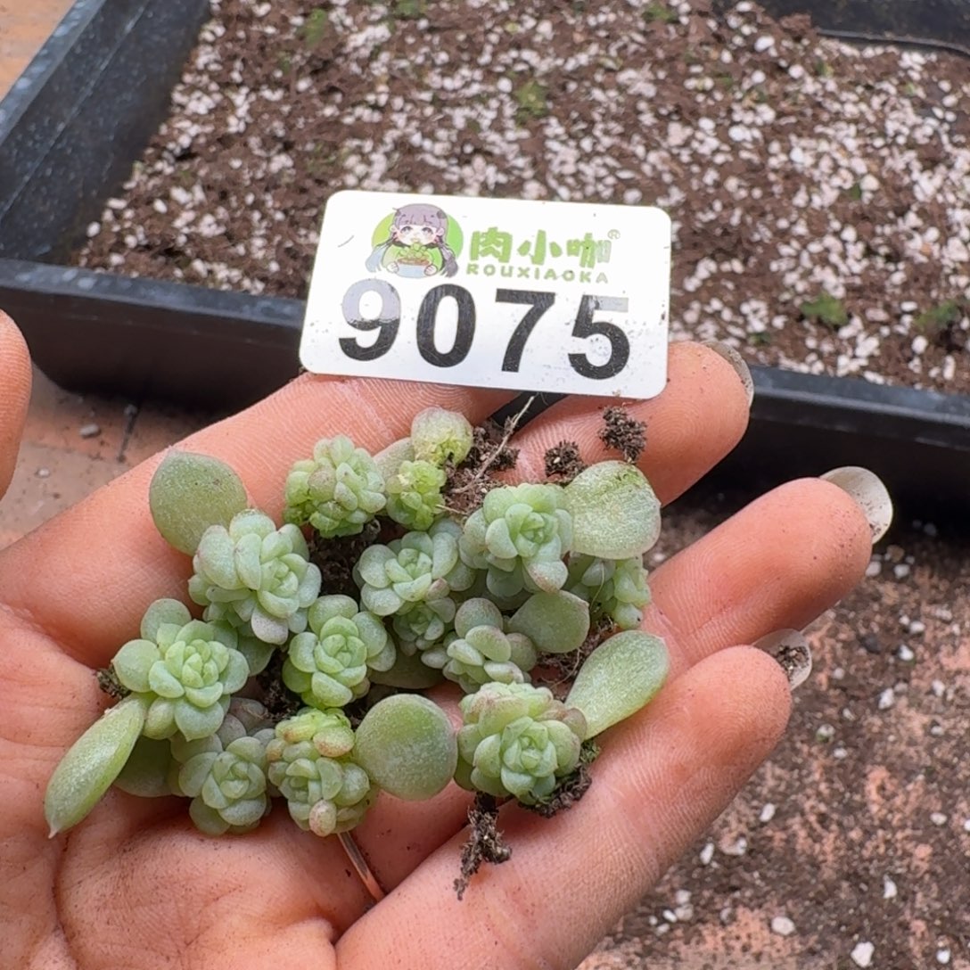 柒***默多肉植物多肉植物