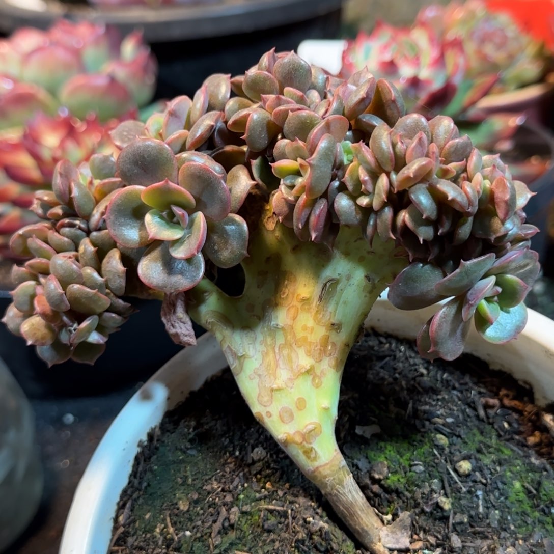 红泡缀物一拍包装收缩花旱