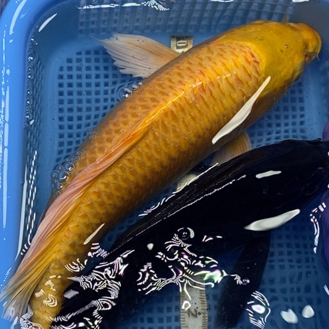 锦鲤冷水锦鲤包邮