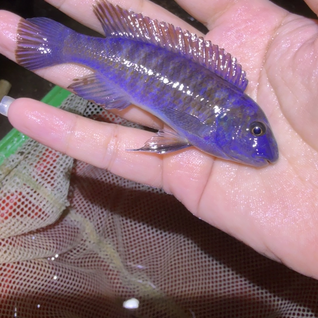 忠***子慈鲷鱼24号红版松比西9-10