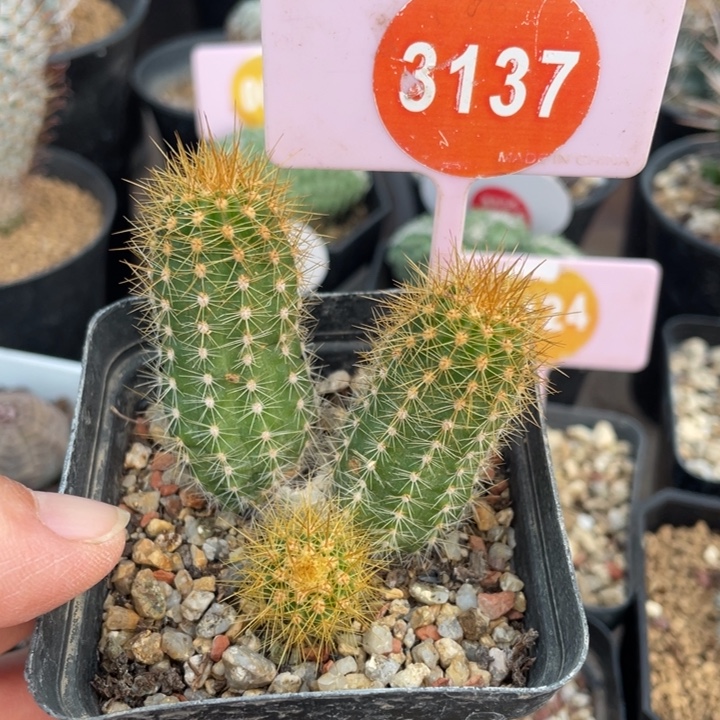 用***9实生金刺虾313700000