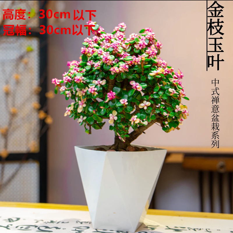 【金枝玉叶】老桩盆栽室内花卉好养活净化空气四季绿植