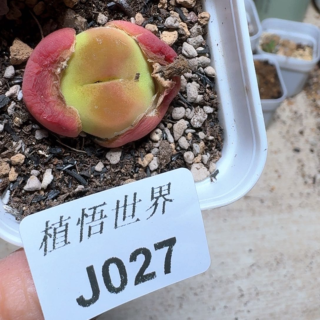 027盒多肉植物哇c g