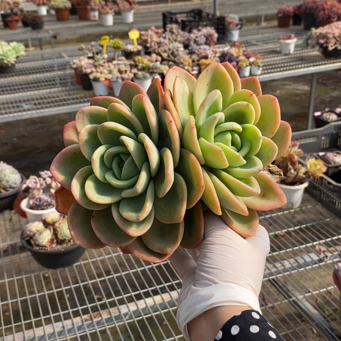 703柠檬茶一物一拍