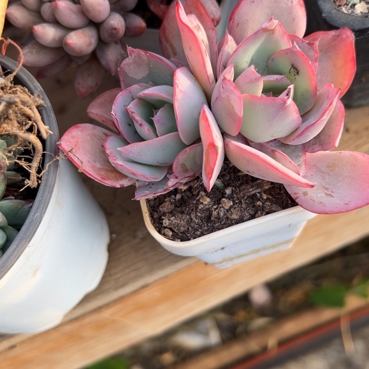 幸运的是你还没遇到你