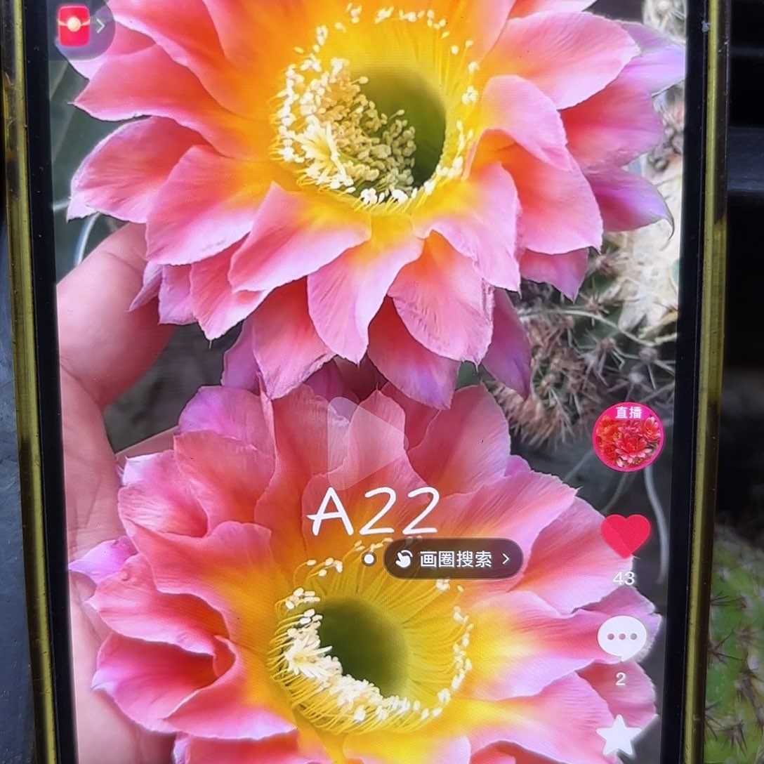 A22彩侧牙20包邮仙人球23