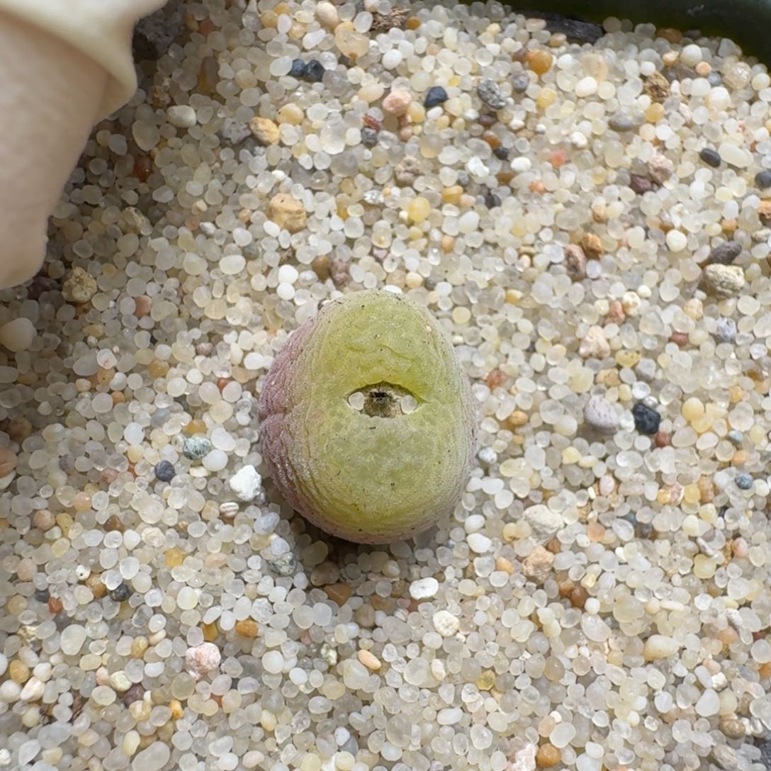 0115-39翠光肉锥肉锥