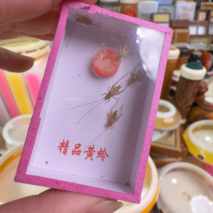 请***称蟋蟀2盒小黄龄合适