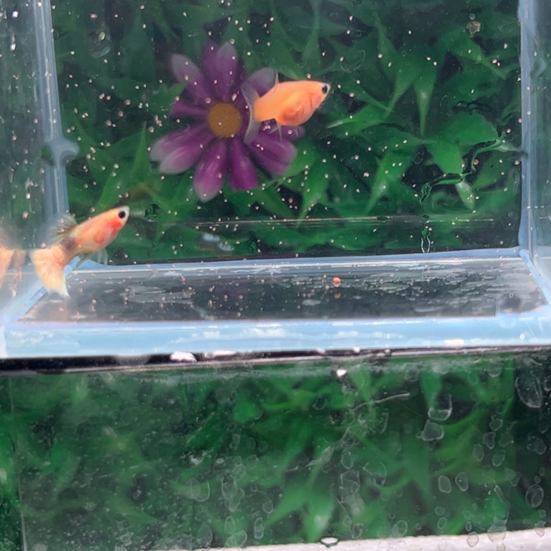 孔雀鱼幻彩粉猫1111