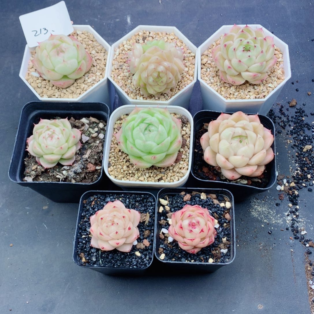 S****3麦秆58包邮  群生不包整213