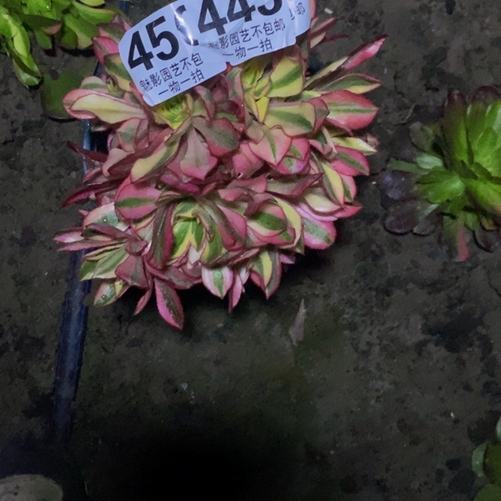 青****草魅影。30-1花花。花花，