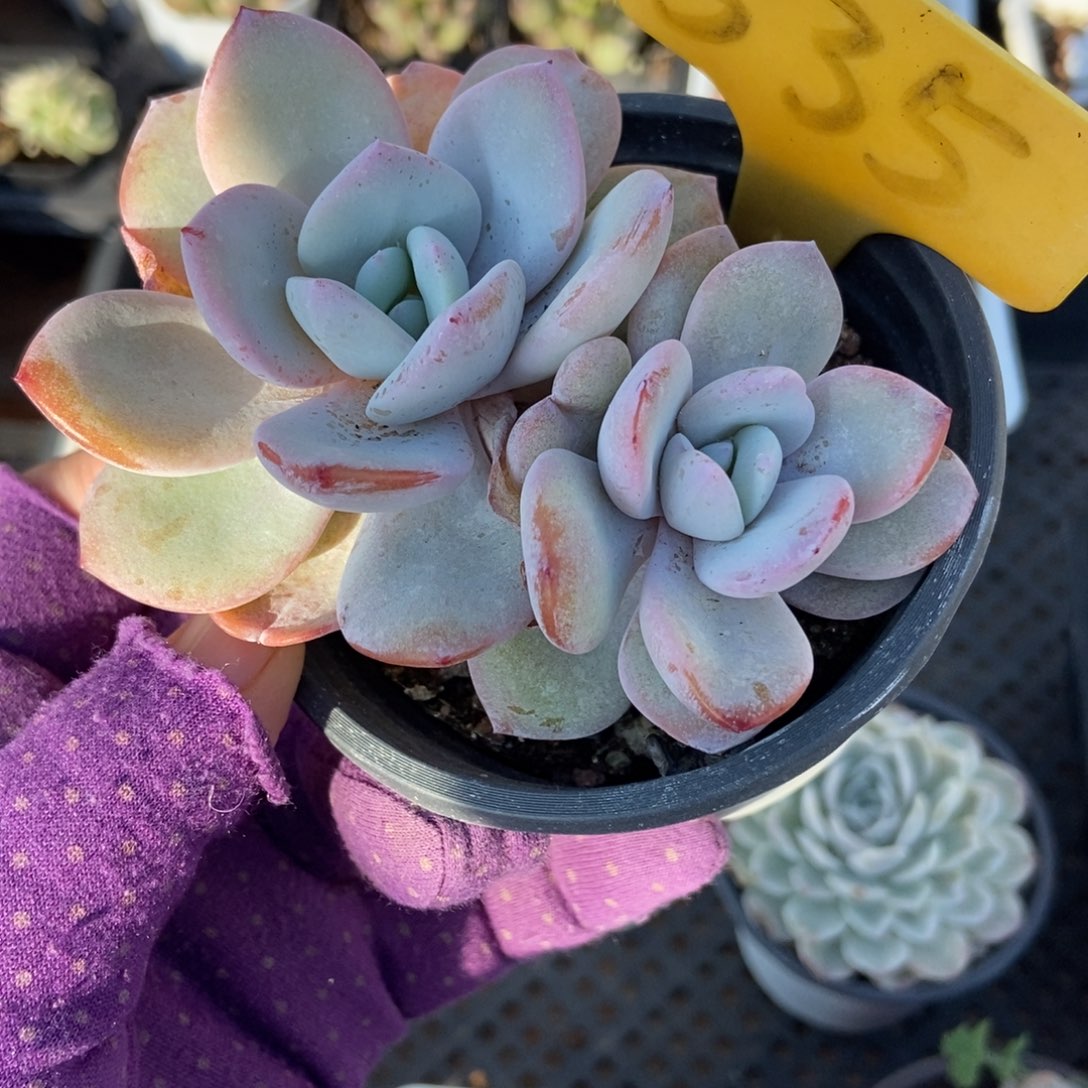 535奶茶多肉植物多肉