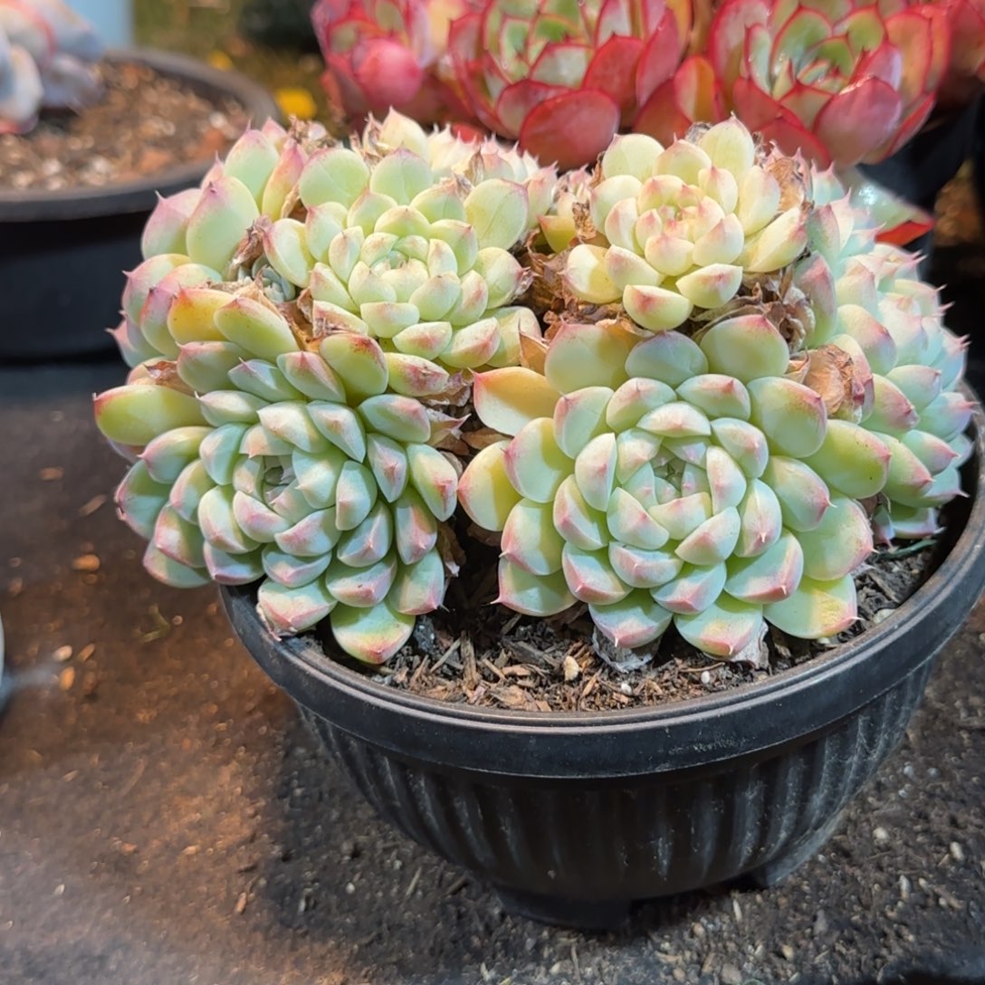 美腻一物一拍包装收缩花旱