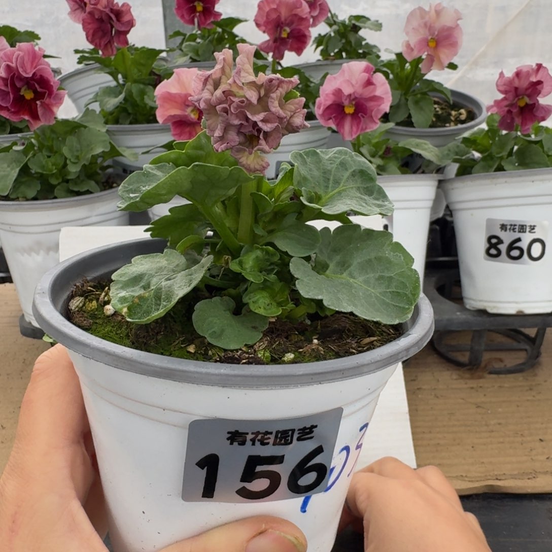 全部花朵156号角堇