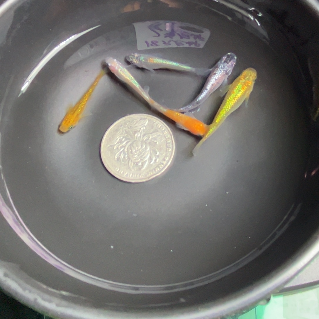 青鳉鱼随机星光6条33号