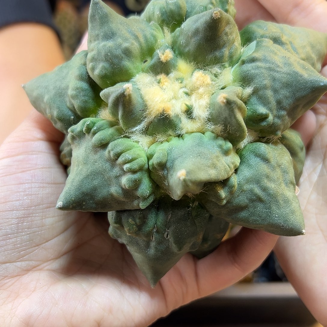 2号根芽村主怒11.3公分
