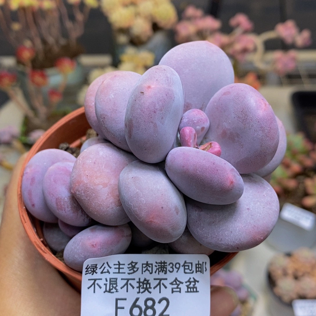 682大叶奶多肉7c m