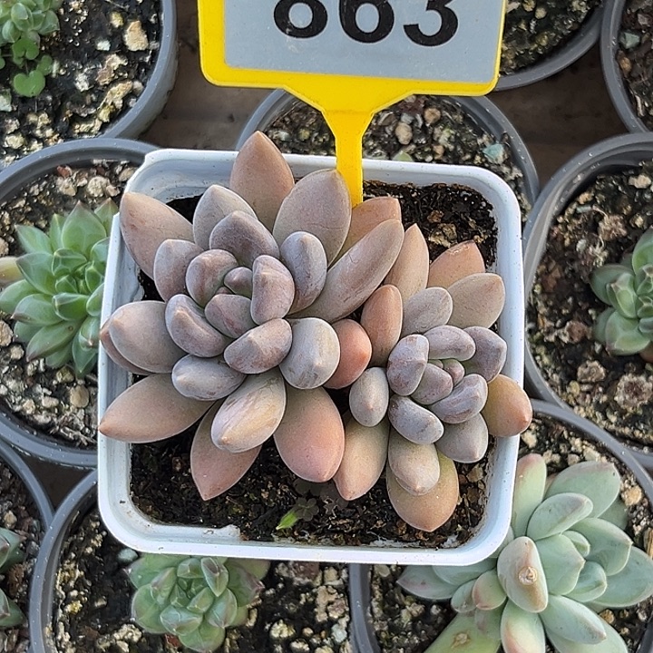 多肉植物黑桃美人863