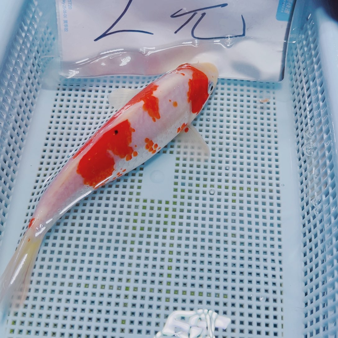 海水鱼锦鲤观赏鱼130