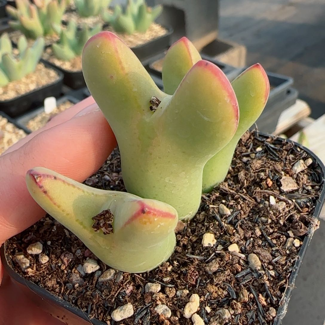 精品多肉大大大将35号