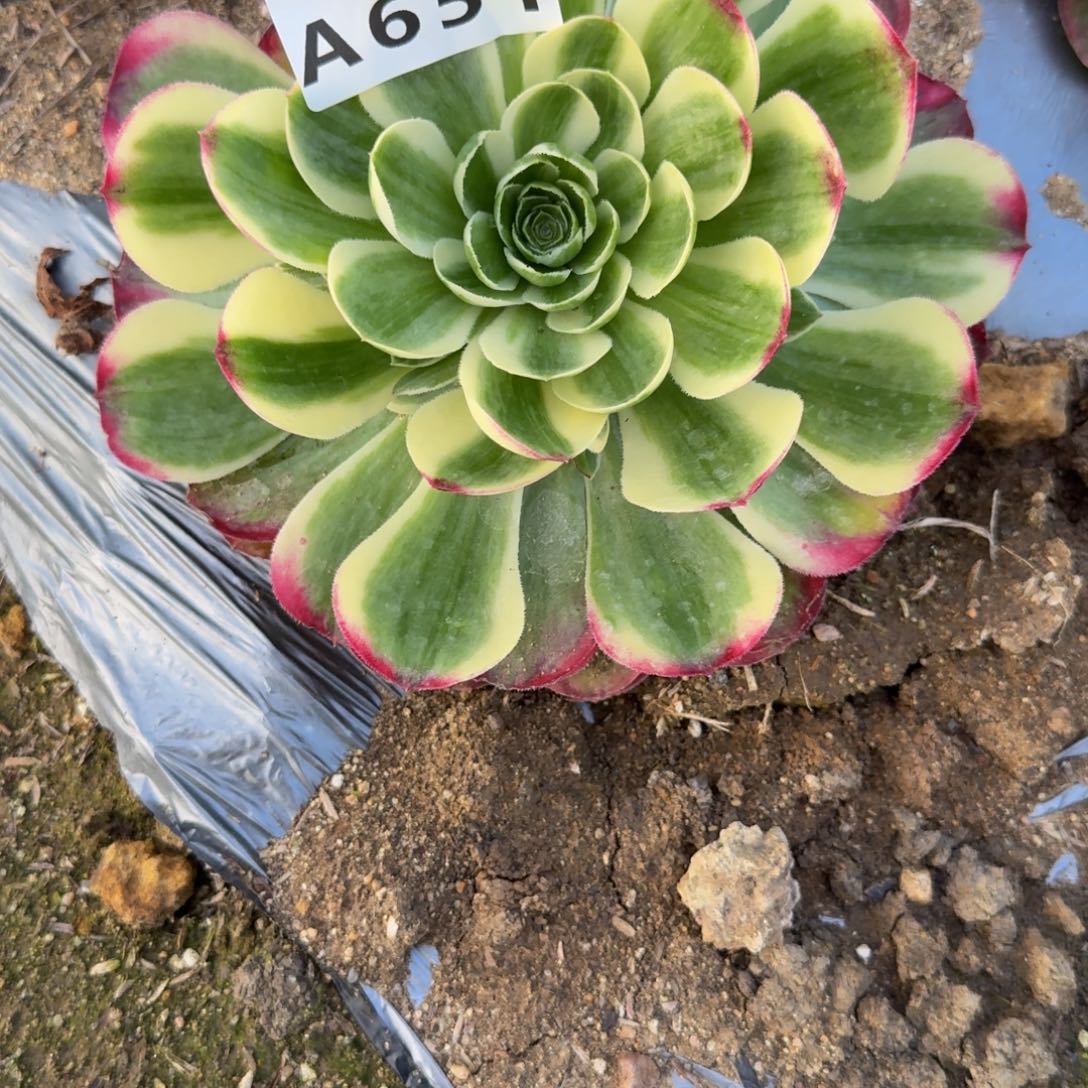 二***哈651镜花水月到春。多肉植物