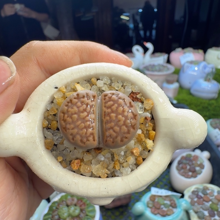 多肉葡萄的味道真的1239