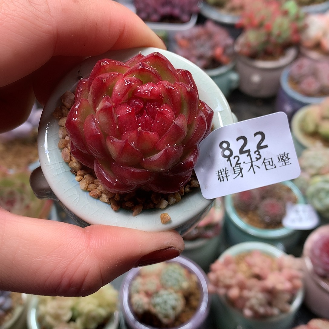 精控拇指盆12.13822